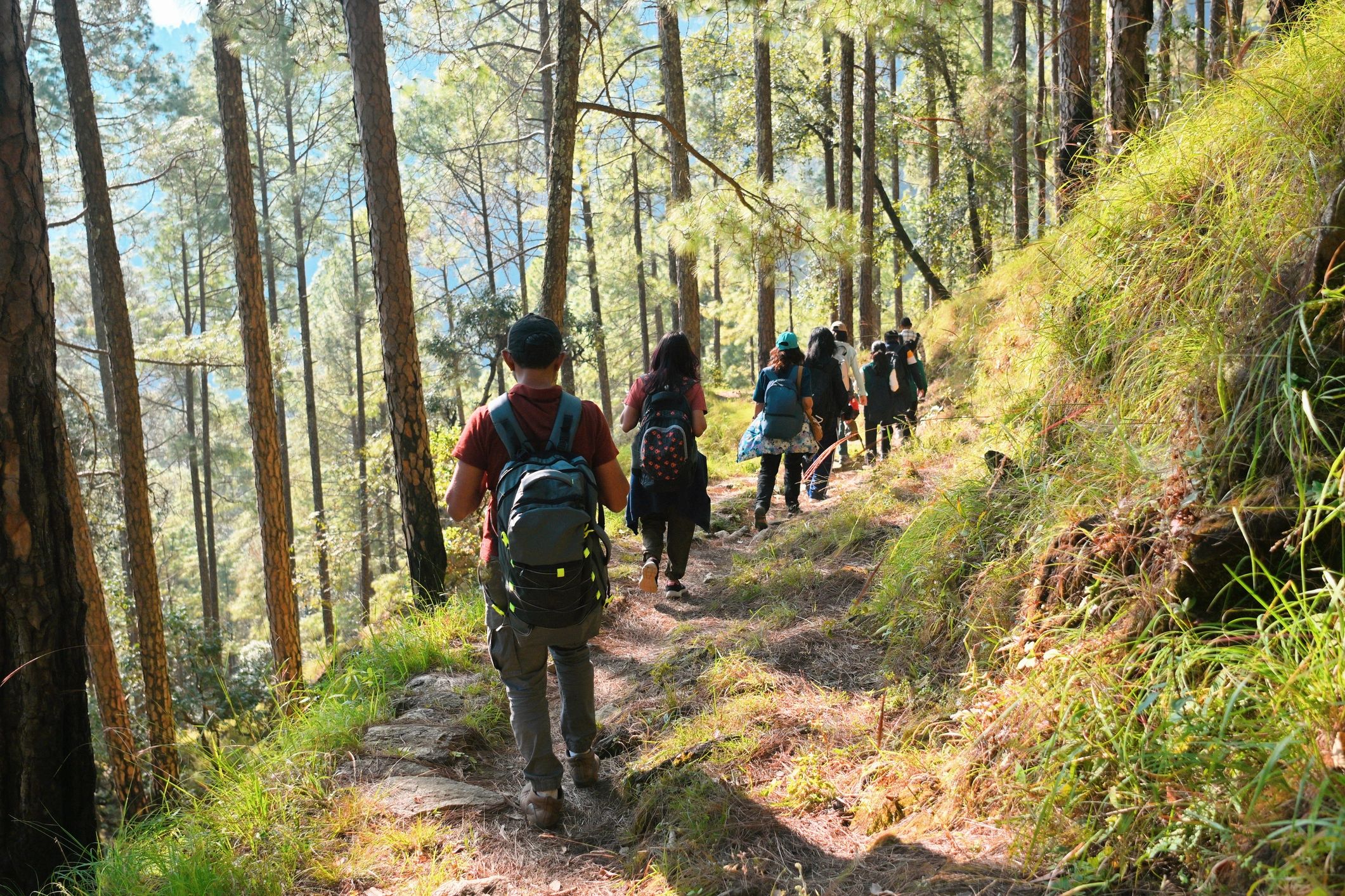 Group of tourists trekking through a forest trail